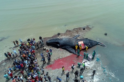 ザトウクジラが打ち上げられて死ぬ ブラジルの海岸で