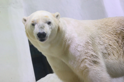 南京の水族館のホッキョクグマが西安で「お見合い」 来春のおめでたを期待