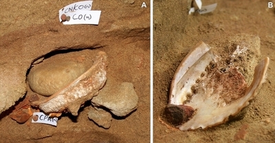 南ア洞窟から顔料入り貝殻、石器時代の「工房」か
