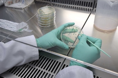 けが患部の組織細胞を皮膚細胞に、マウス実験で初めて成功