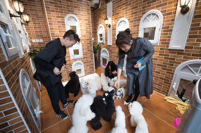 ペット用スマートデバイス 中国で人気