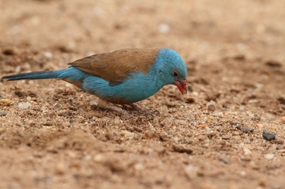 小鳥の「高速タップダンス」求愛行動、雌雄で初観察 研究