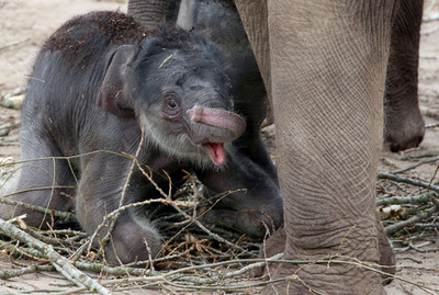 亡き夫との思い出に…米90代女性、独ケルン動物園に24億円寄付