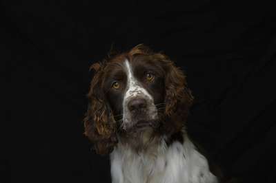 保護犬の救出試みた女性3人、鉄砲水に流され死亡 スロバキア