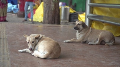 動画:G20首脳会議前に野良犬「捕獲・隔離」、作戦中止に インド首都