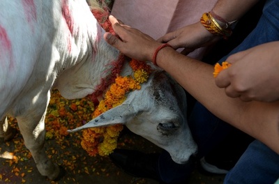 野党メンバーが公共の場で牛殺す、食肉処理目的の売買禁止に抗議 印