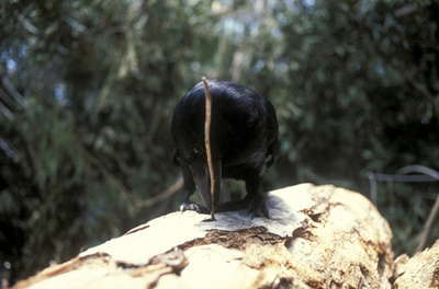 道具作るカラス、「リバースエンジニアリング」で作製 研究