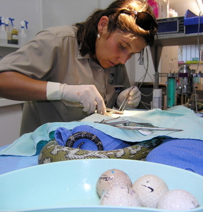 ゴルフボール誤飲で緊急手術、術後良好　オーストラリアのヘビ