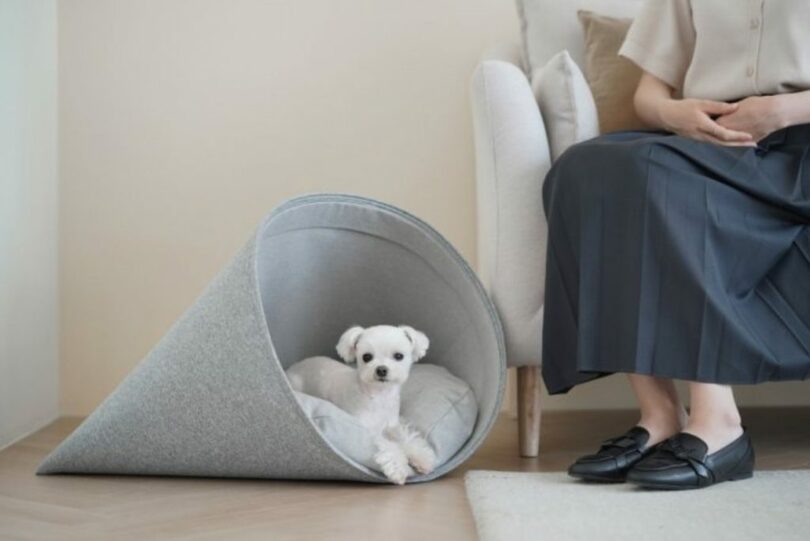 ペットの習性に着目したデザインが適用されたペットハウス「ハウリー」（写真提供=韓国デザイン振興院）(c)MONEYTODAY