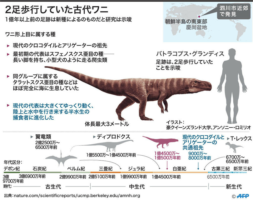 古代ワニ、「綱渡り」のように二足歩行 研究