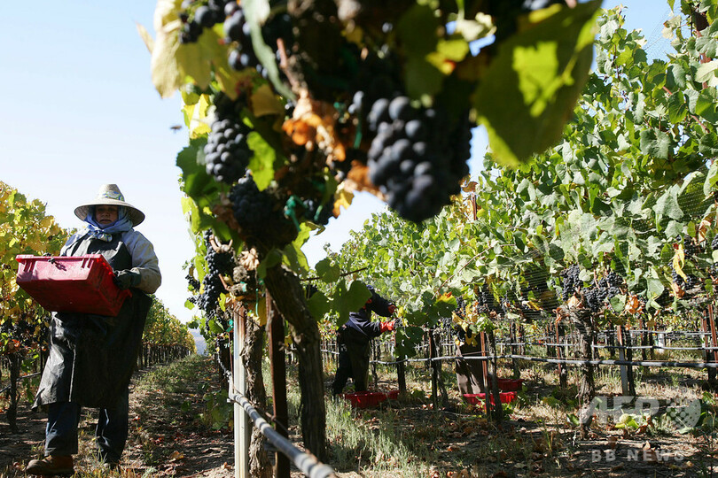 米中貿易戦争、カリフォルニア州の経済に影 農産物への関税が打撃