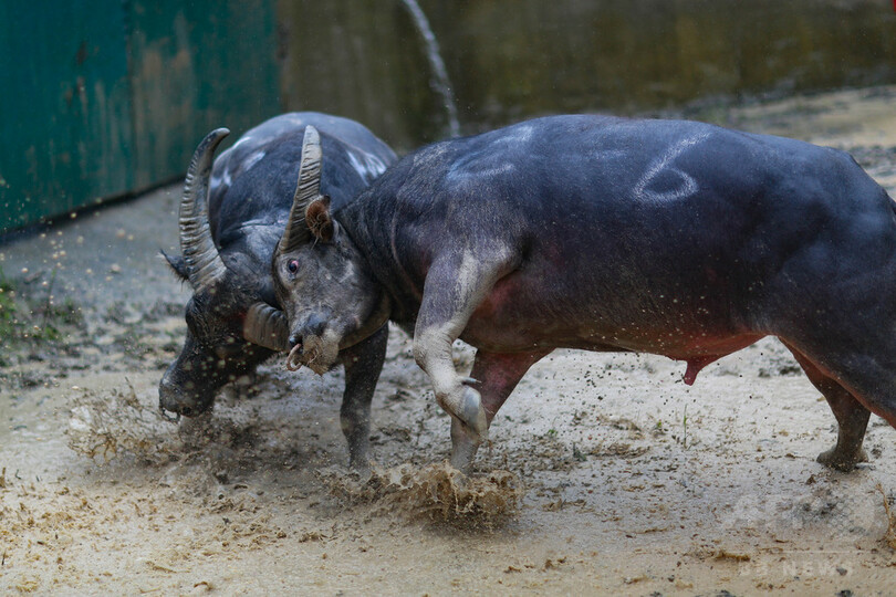 トン族村落の闘牛大会に観客は大興奮　貴州省