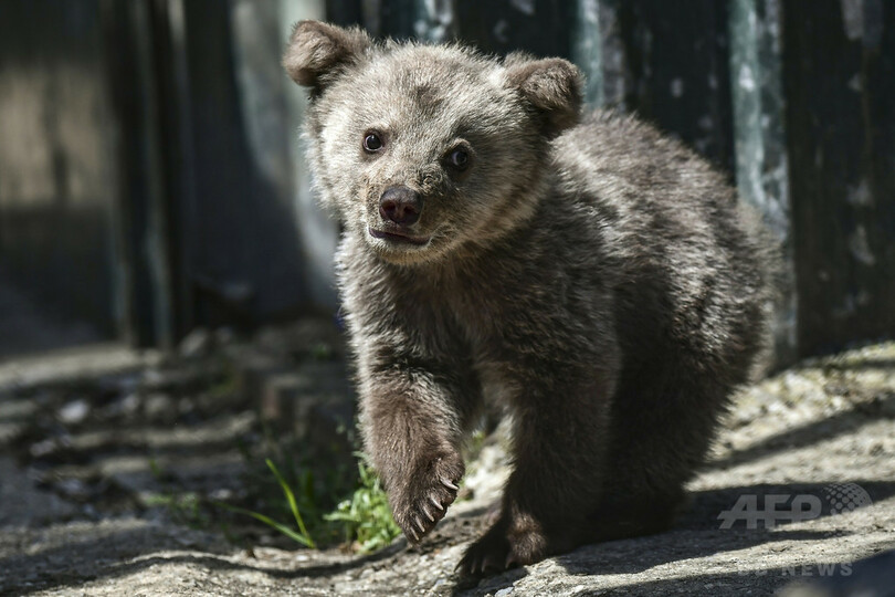密猟の犠牲、傷ついたクマやオオカミの聖域 ギリシャ
