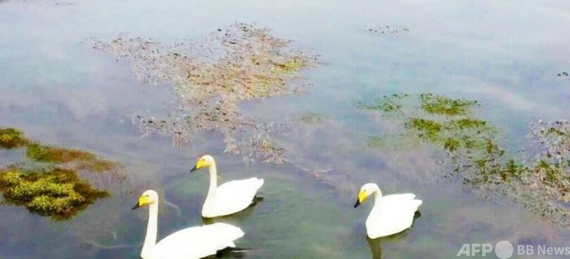 越冬する白鳥の群れが17年連続で中国・新疆に飛来 環境改善も影響