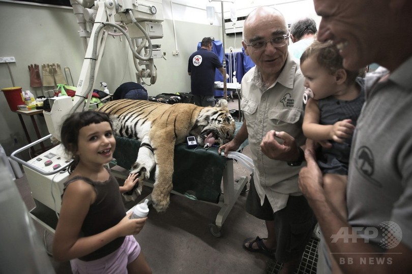 ガザで最後のトラ 世界最悪の動物園 から新天地の南アへ 写真22枚 国際ニュース Afpbb News