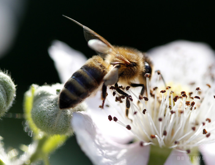 ハチが好む植物の減少、生息数激減の要因か ハチが好む植物の減少、生息数激減の要因か