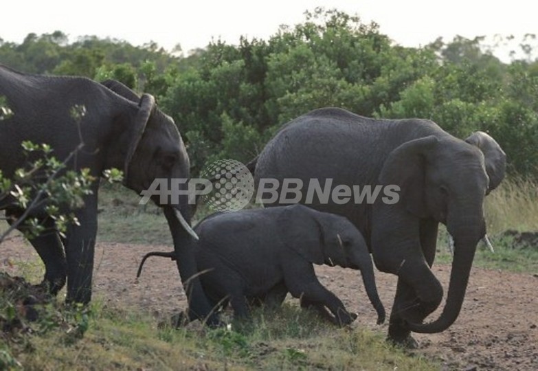 カメルーン国立公園で密猟団がゾウ殺害、2か月で約500頭 カメルーン国立公園で密猟団がゾウ殺害、2か月で約500頭