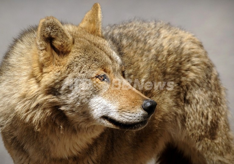 スウェーデンで45年ぶりオオカミ猟復活、頭数増加で家畜に被害 スウェーデンで45年ぶりオオカミ猟復活、頭数増加で家畜に被害