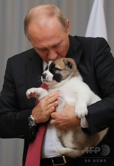 プーチン大統領 犬を贈呈される 中央アジア原産の牧羊犬 写真7枚 国際ニュース Afpbb News