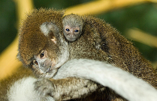南米原産の珍しいサルに赤ちゃん誕生、米シカゴの動物園 写真2枚 国際