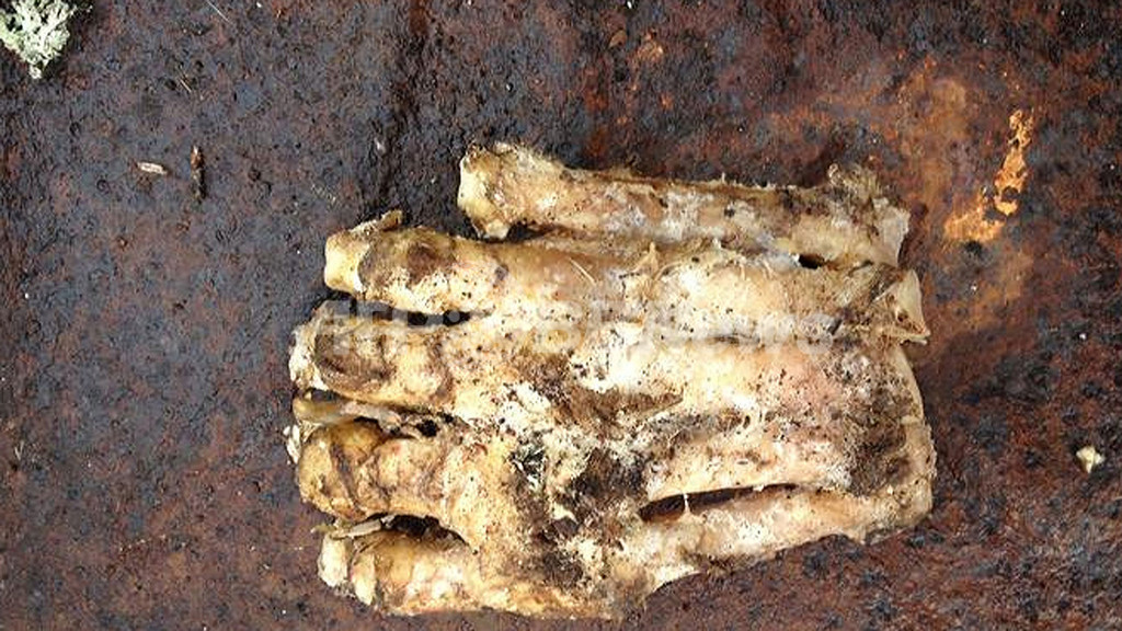 米国で大きな「足のようなもの」発見、ビッグフットか? 米国で大きな「足のようなもの」発見、ビッグフットか?