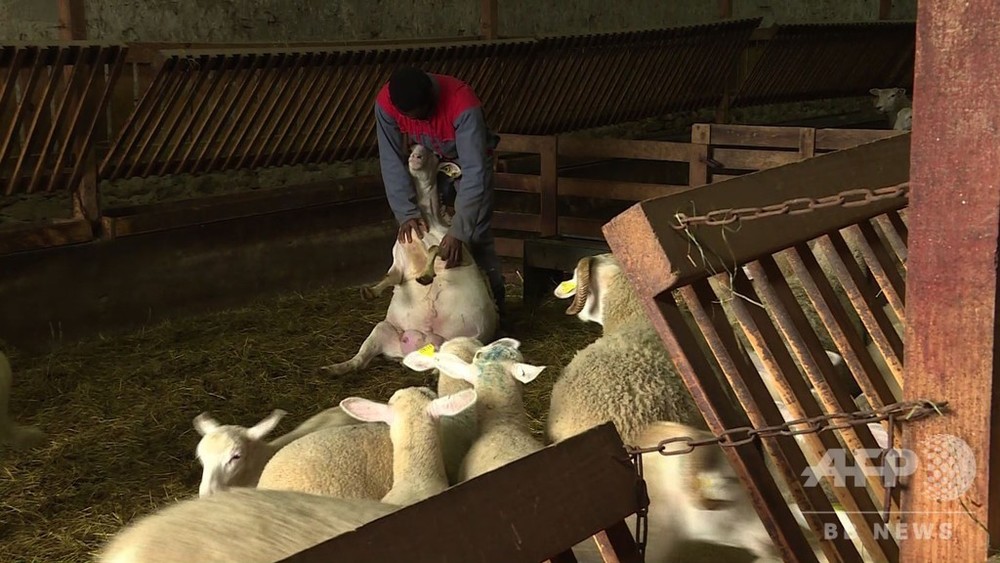 30 KG ダンベレ 30 KG ダンベレ