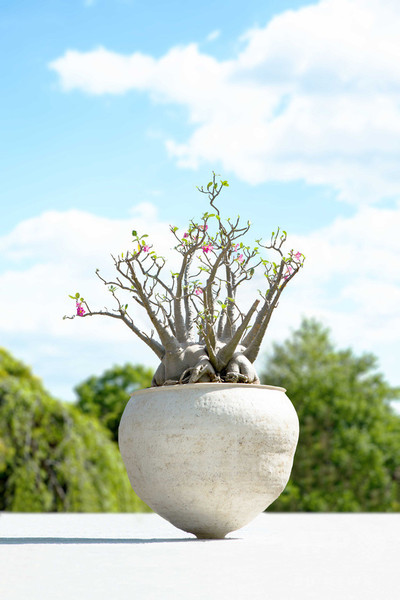 「ウルトラ植物博覧会」が銀座にカムバック