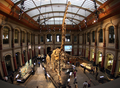 独ベルリン（Berlin）の自然史博物館（Museum of Natural History）に展示されたブラキオサウルスの骨格標本（2007年7月10日撮影、資料写真）。(c)AFP/DDP/MARCUS BRANDT