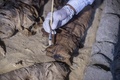 エジプトの古代都市サッカラの発掘現場で新たに発見された猫のミイラをクリーニングする考古学者（2018年11月10日撮影）。(c)KHALED DESOUKI / AFP