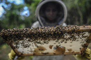 ミツバチが癒やす内戦の傷、養蜂で復興目指すコロンビアの村