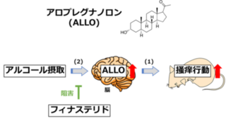 アトピー性皮膚炎“痒み”悪化のメカニズムに新知見 アトピー性皮膚炎“痒み”悪化のメカニズムに新知見