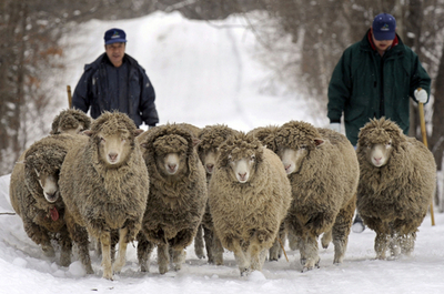 出産に向けて体力づくり、母羊が雪の中をお散歩