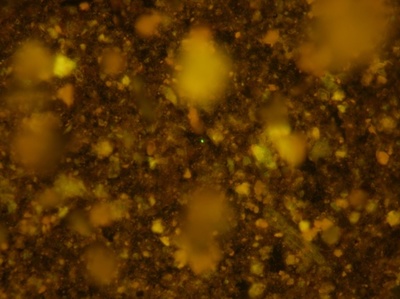 1億年前の微生物が復活 増殖に成功