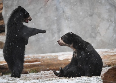 寒さもへっちゃら、独動物園の仲良しクマ