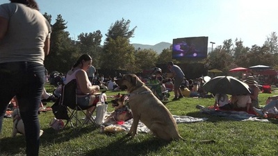 動画：「219匹わんちゃん」そろって映画観賞 世界最多でギネス更新 LA