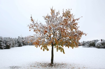 牧場が雪化粧、ドイツ南部で初雪