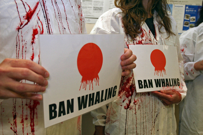 オーストラリアの日本領事館で捕鯨の抗議活動