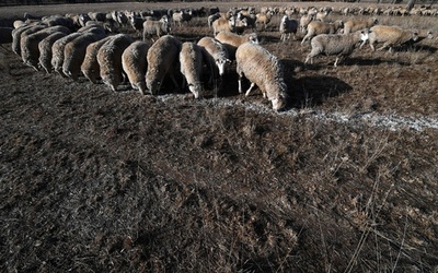 豪東部に50年で最悪の大干ばつ、絶望する農家 シャワーは3分以内