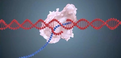 遺伝子の正確な記載を現実に 新しい技術は遺伝性疾患の治療に新たな希望 中国