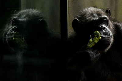 サルがシェークスピアを書き上げることはない 「無限のサル定理」研究