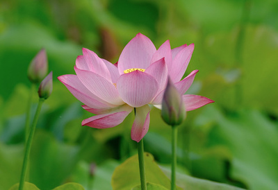 ハスの花が満開 中国・安徽省