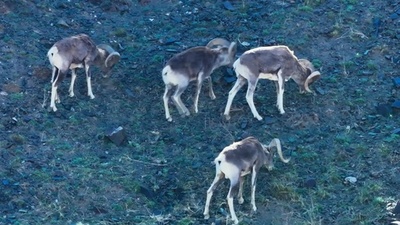 動画:山間部にアルガリの群れが出現 中国新疆モリ・カザフ自治県