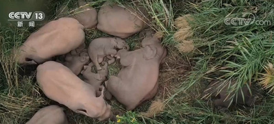 中国雲南省で野生アジアゾウの群れの活動を記録