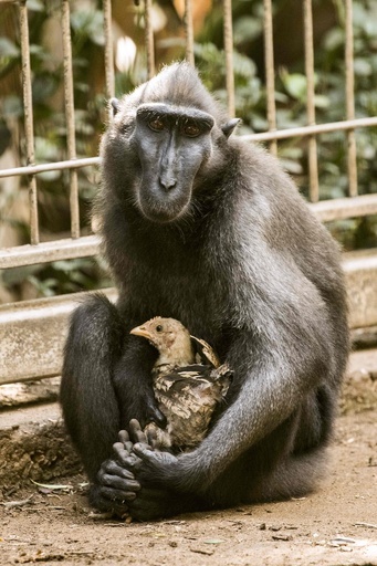 愛に飢えた雌ザル、ニワトリを「養子」に イスラエル動物園