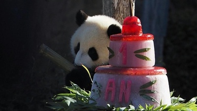 動画：双子パンダ1歳に、バースデーケーキは反応いまいち？ 仏ボーバル動物園