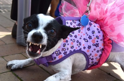 米首都に着飾ったチワワ大集合