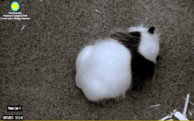 白黒はっきり、毛もふわふわ 米首都の赤ちゃんパンダ