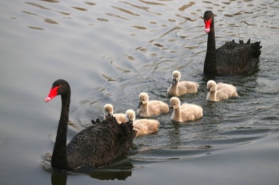 仲良く暮らす…コクチョウの家族 北京の円明園