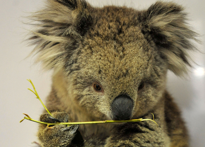 山火事で負傷した動物たち、専用救護所で手当て 豪メルボルン近郊