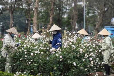 【今日の1枚】あでやかな開花を支える植木職人 ベトナム